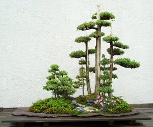 bonsai 13.jpg